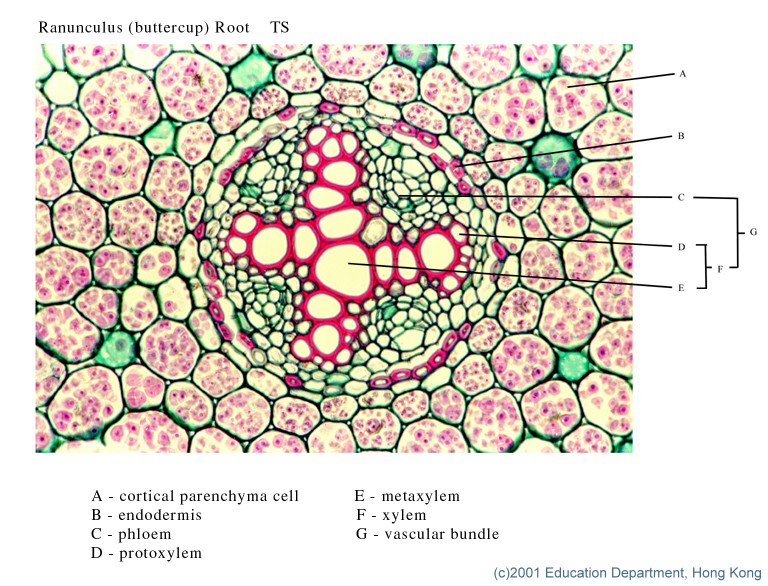 Ranunculus Stem Cross Section Labeled