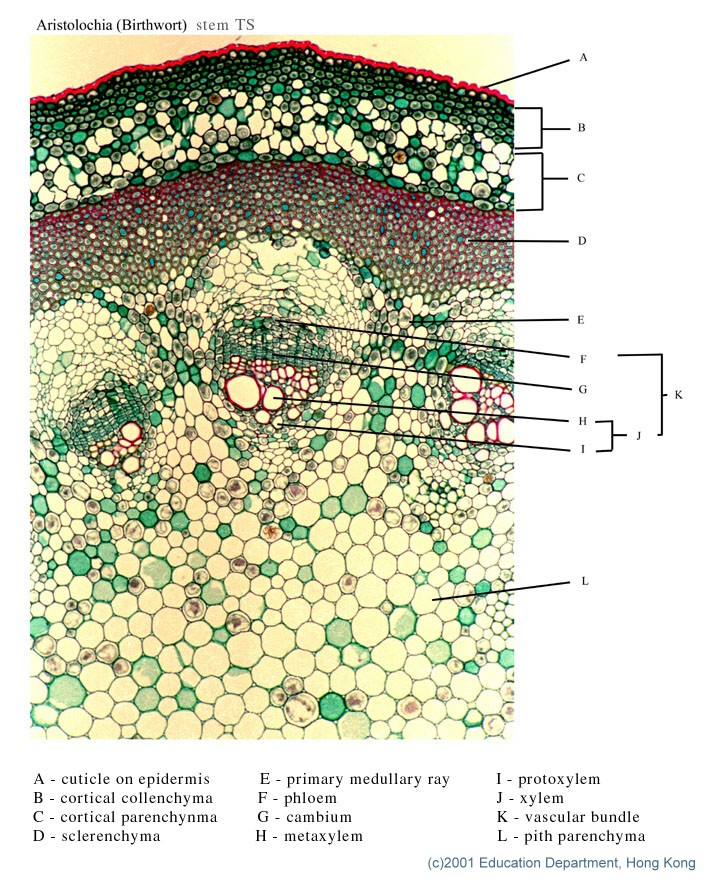 Stem