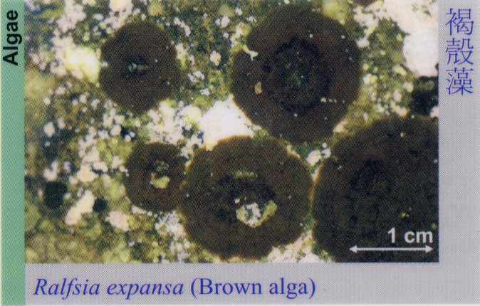 Algae_BrownAlga_RalfsiaExpansa 