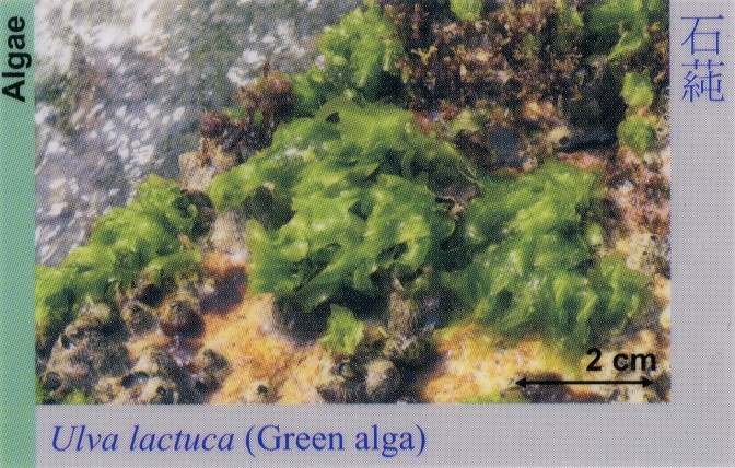 Algae_GreenAlga_UlvaLactuca 