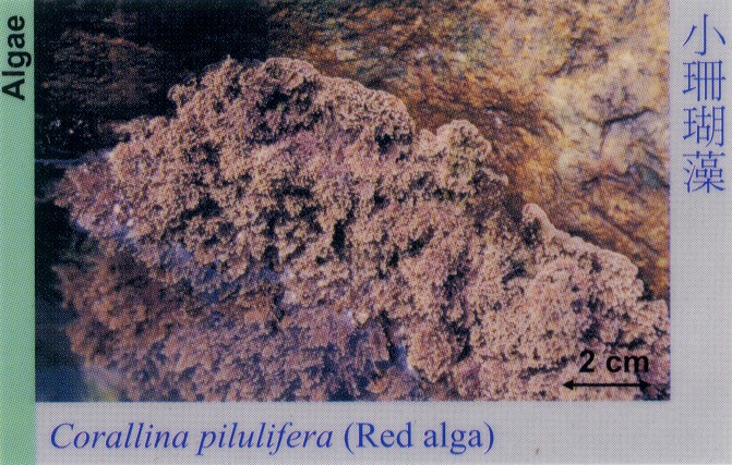 Algae_RedAlga_CorallinaPilulifera 