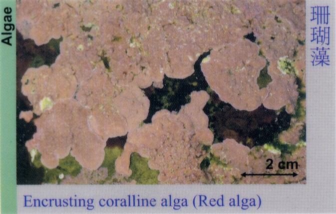 Algae_RedAlga_EncrustingCoralline 