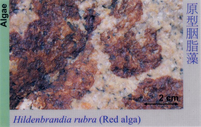 Algae_RedAlga_HildenbrandiaRubra 