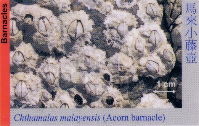 Barnacles_AcornBarnacle_ChthamalusMalayensis 