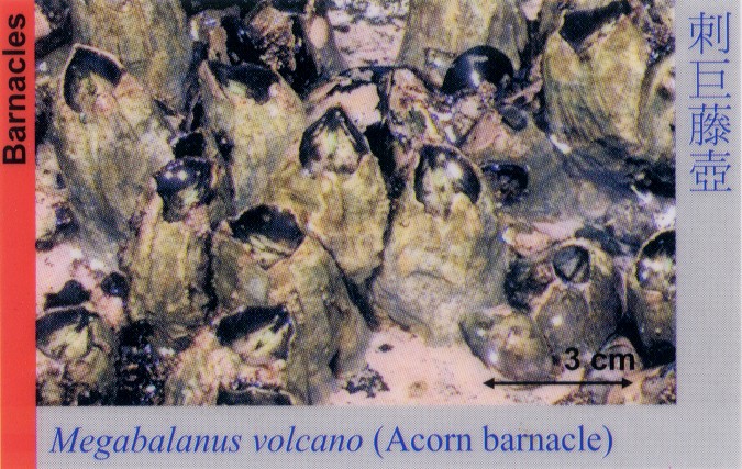 Barnacles_AcornBarnacle_MegabalanusVolcano 