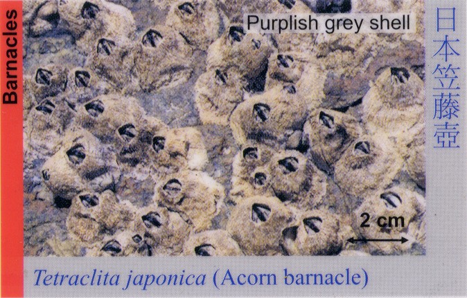 Barnacles_AcornBarnacle_TetraclitaJaponica 