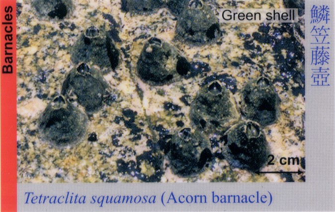 Barnacles_AcornBarnacle_TetraclitaSquamosa 