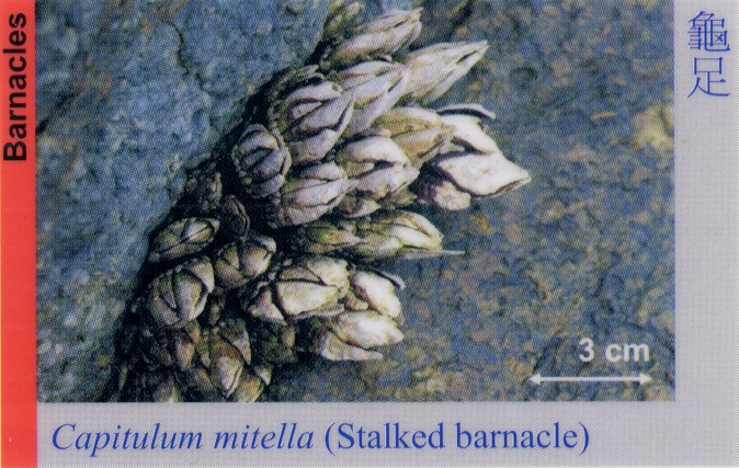 Barnacles_StalkedBarnacle_CapitulumMitella 