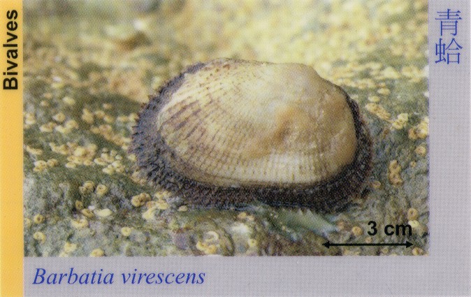 Bivalves_BarbatiaVirescens 