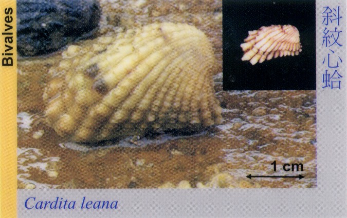 Bivalves_CarditaLeana 