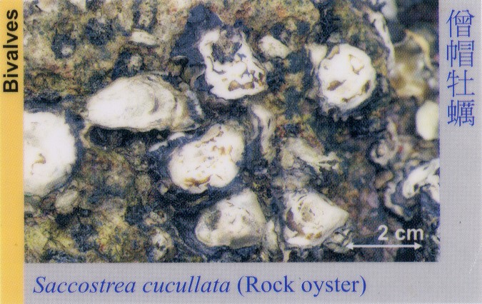 Bivalves_RockOyster_SaccostreaCucullata 