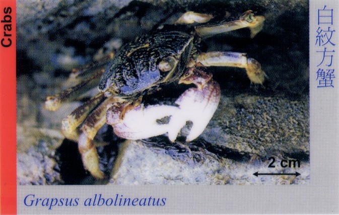 Crabs_GrapsusAlbolineatus 