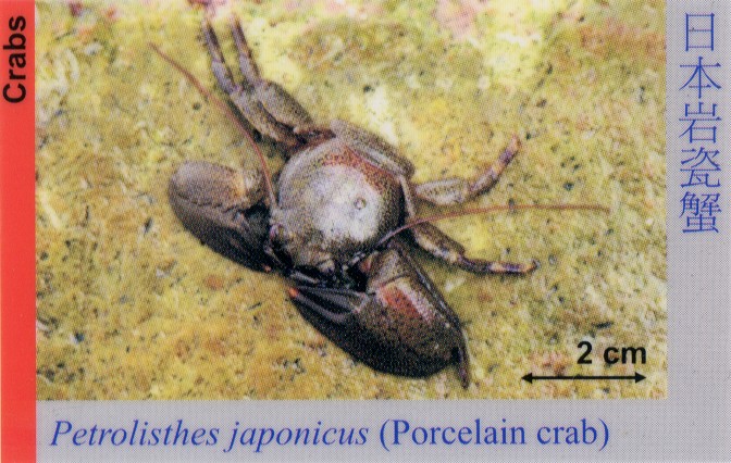 Crabs_PorcelainCrabs_PetrolisthesJaponicus 