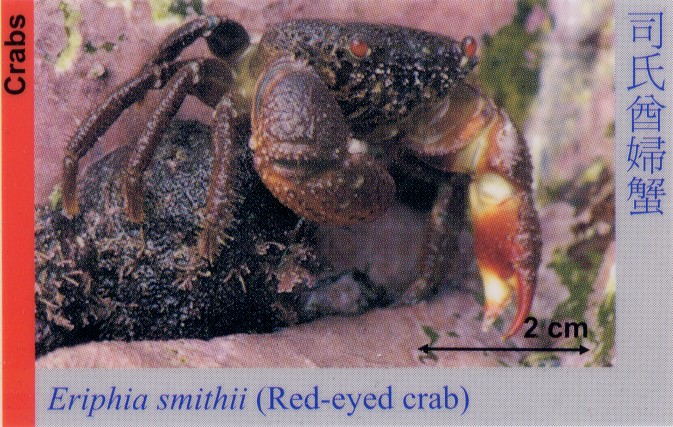 Crabs_RedEyedCrab_EriphiaSmithii 