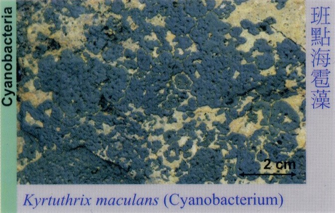 Cyanobacteria_Cyanobacterium_KyrtuthrixMaculans 