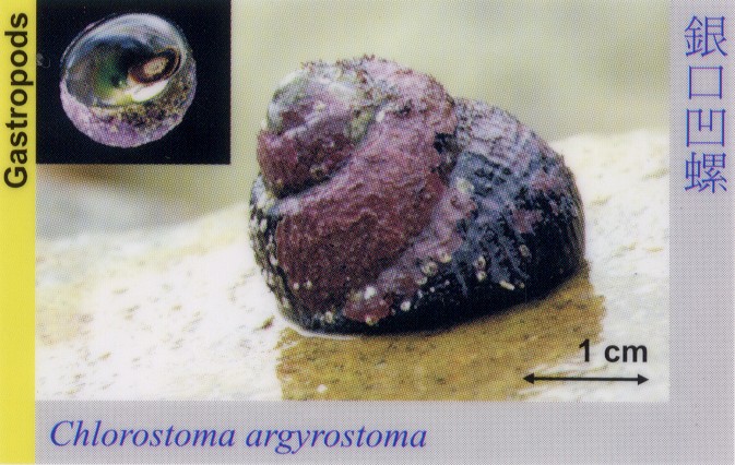 Gastropods_ChlorostomaArgyrostoma 