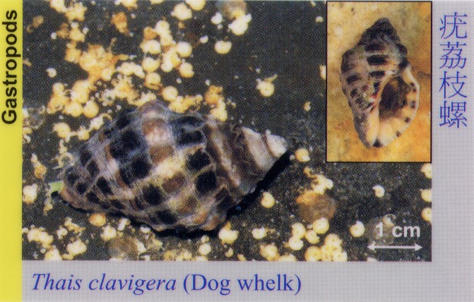 Gastropods_DogWhelk_ThaisClavigera 