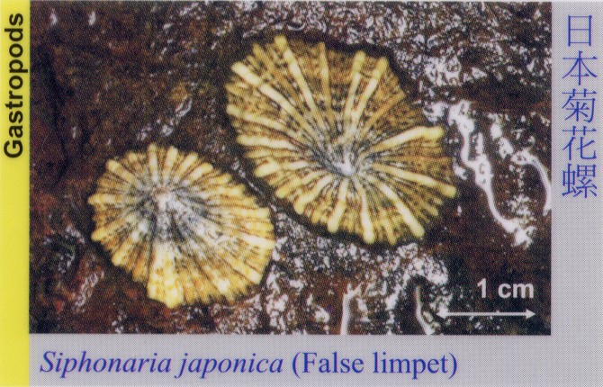 Gastropods_FalseLimpet_SiphonariaJaponica 