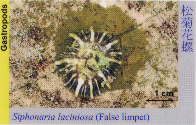 Gastropods_FalseLimpet_SiphonariaLaciniosa 