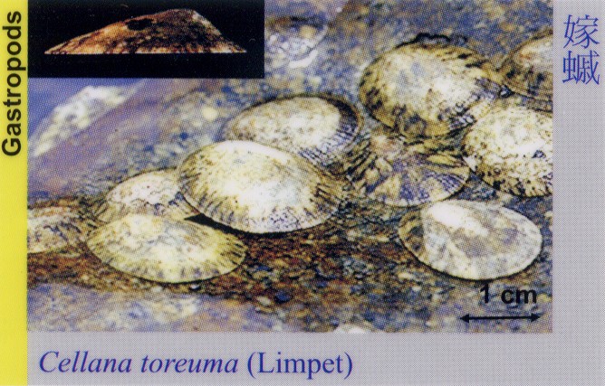 Gastropods_Limpet_CellanaToreuma 