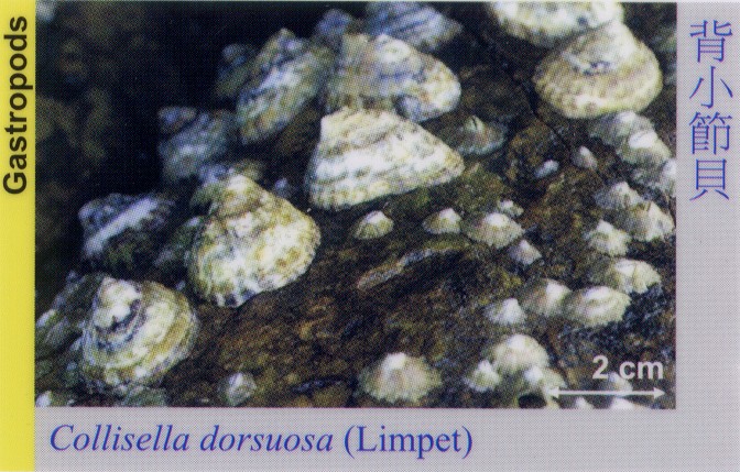 Gastropods_Limpet_CollisellaDorsuosa 