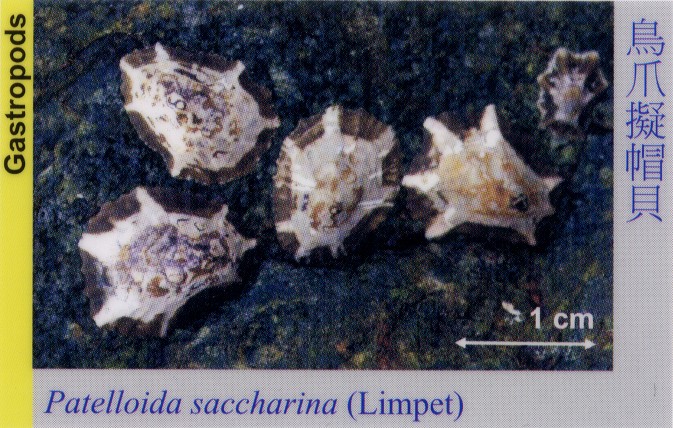 Gastropods_Limpet_PatelloidaSaccharina 