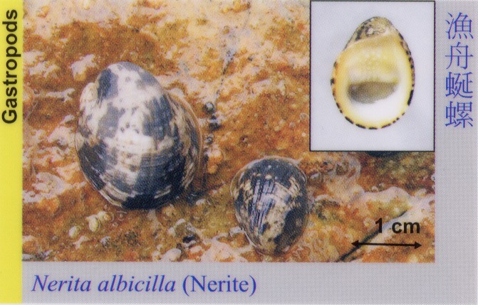 Gastropods_Nerite_NeritaAlbicilla 