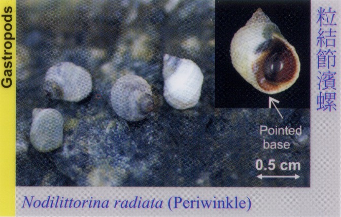 Gastropods_Periwinkle_NodilittorinaRadiata 