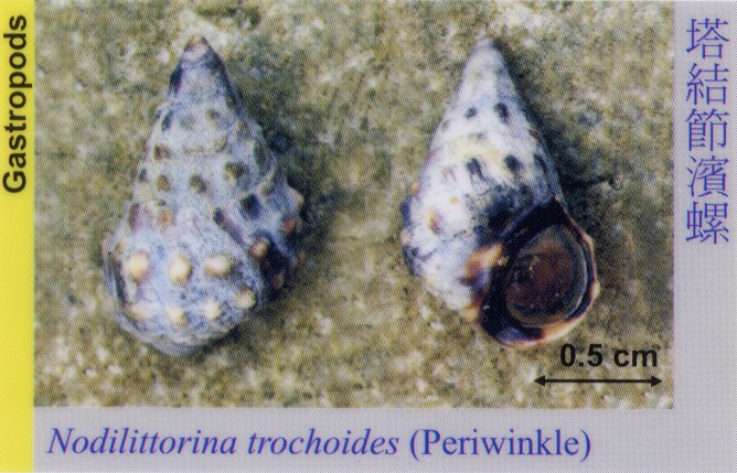 Gastropods_Periwinkle_NodilittorinaTrochoides 