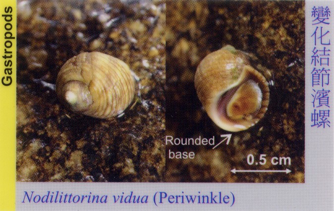 Gastropods_Periwinkle_NodilittorinaVidua 