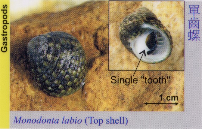 Gastropods_TopShell_MonodontaLabio 