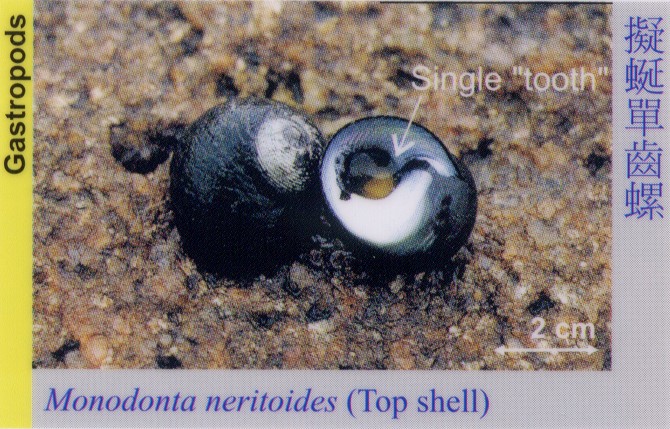 Gastropods_TopShell_MonodontaNeritoides 