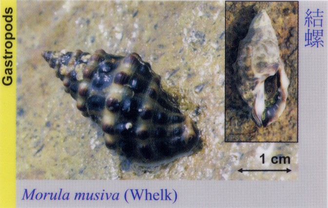 Gastropods_WhelkMorulaMusiva 