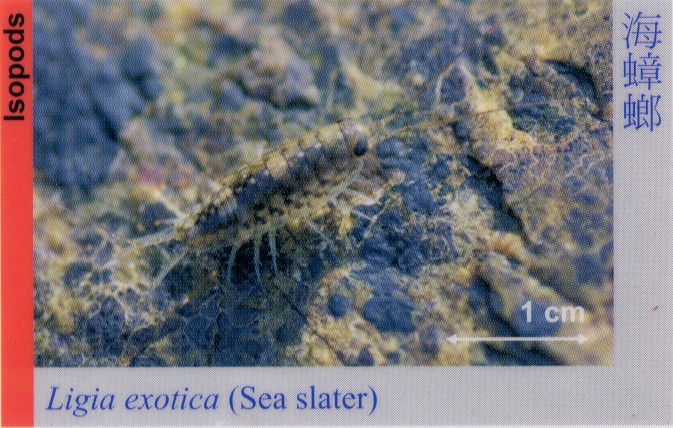 Lsopods_SeaSlater_LigiaExotica 