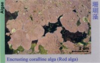 Algae_RedAlga_EncrustingCoralline