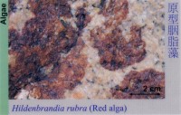 Algae_RedAlga_HildenbrandiaRubra