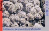 Barnacles_AcornBarnacle_ChthamalusMalayensis