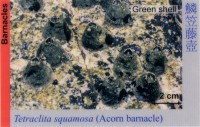 Barnacles_AcornBarnacle_TetraclitaSquamosa