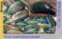 Bivalves_GreenMussel_PernaViridis