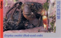 Crabs_RedEyedCrab_EriphiaSmithii