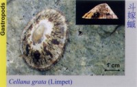 Gastropods_Limpet_CellanaGrata 