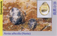 Gastropods_Nerite_NeritaAlbicilla