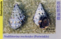 Gastropods_Periwinkle_NodilittorinaTrochoides