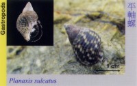 Gastropods_PlanaxisSulcatus 