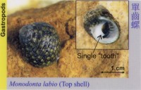 Gastropods_TopShell_MonodontaLabio