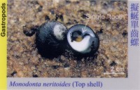 Gastropods_TopShell_MonodontaNeritoides